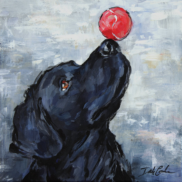 A black Labrador, intently watching a red ball perched on its nose Background is greys whites, blue/greys yellow and white